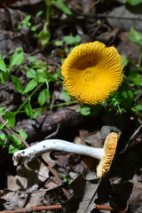 Russula acetolens