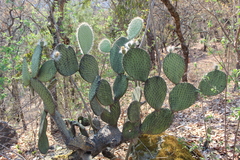 Opuntia setocarpa