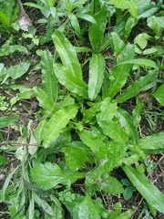 Eryngium foetidum