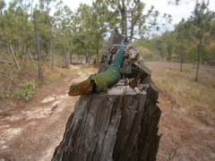 Sceloporus smaragdinus