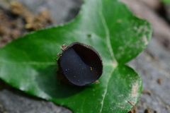 Galactinia saniosa