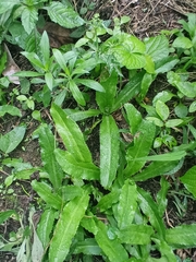 Eryngium foetidum