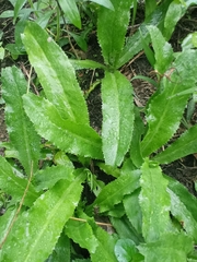 Eryngium foetidum