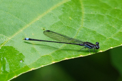Argia indicatrix