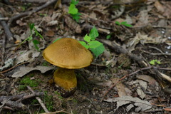 Cortinarius cotoneus