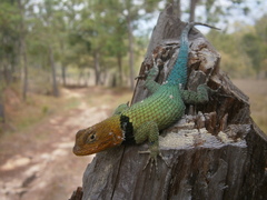 Sceloporus smaragdinus