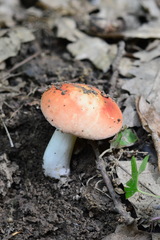Russula rubroalba