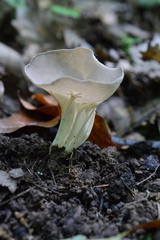 Helvella costifera