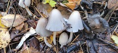 Coprinopsis acuminata
