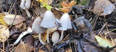Coprinopsis acuminata