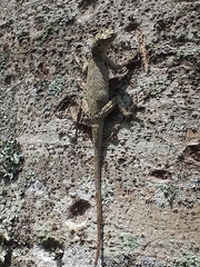Anolis sulcifrons