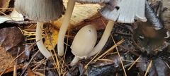 Coprinopsis acuminata
