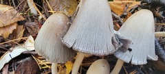 Coprinopsis acuminata