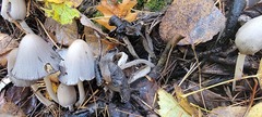 Coprinopsis acuminata