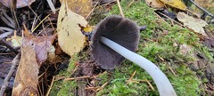 Coprinopsis acuminata