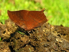 Fountainea centaurus
