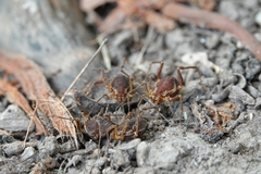 Erginulus subserialis