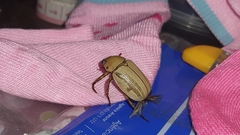 Pelidnota laevissima