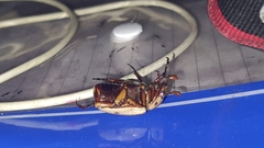 Pelidnota laevissima