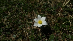 Alpine Pasqueflower (Pulsatilla alpina)