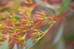 Eucalyptus phaenophylla interjacens