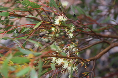 Eucalyptus phaenophylla interjacens