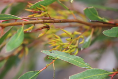 Eucalyptus phaenophylla interjacens