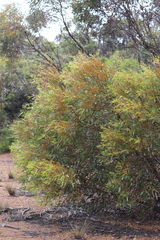 Eucalyptus phaenophylla interjacens