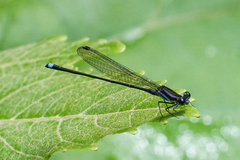 Argia indicatrix