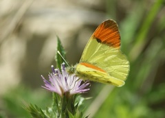 Anthocharis euphenoides