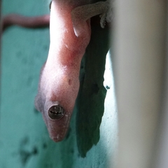 Hemidactylus frenatus