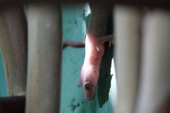 Hemidactylus frenatus