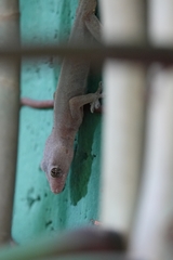 Hemidactylus frenatus