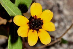Zinnia maritima