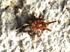 Poecilochroa albomaculata