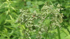 Scirpus atrocinctus
