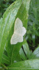 Cyclophora pendulinaria