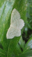 Cyclophora pendulinaria