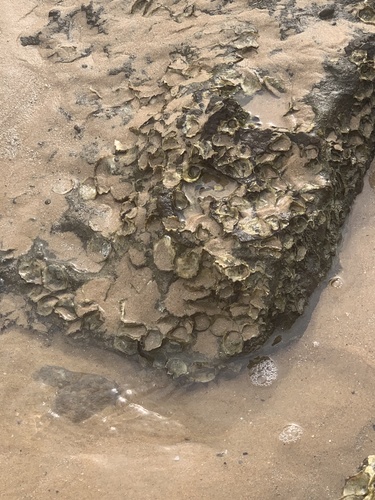photo of Sydney Rock Oyster (Saccostrea glomerata)