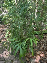 Hydriastele wendlandiana
