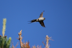 Plain-Mantled Tit-Spinetail photo 3