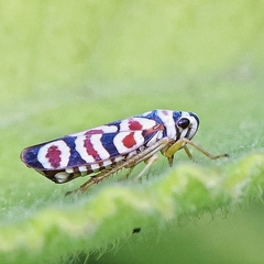 Agrosoma