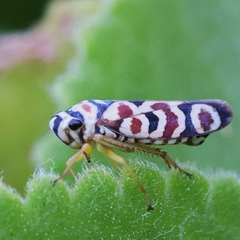 Agrosoma