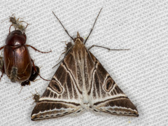 Phrataria replicataria