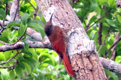 Lepidocolaptes albolineatus