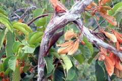 Lepidocolaptes albolineatus