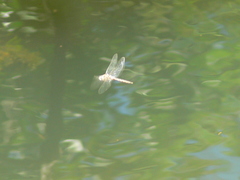 Epitheca petechialis