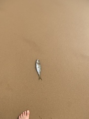 Trachurus novaezelandiae