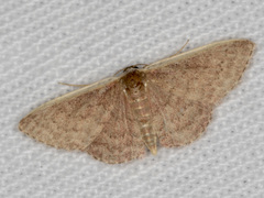 Idaea inversata