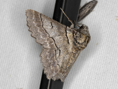 Hypobapta tachyhalotaria